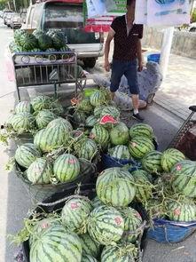 河间吃瓜事件真相,揭秘背后真相与反思