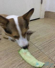 广州土狗吃瓜,揭秘街头美食背后的故事