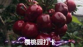 吃瓜吃樱桃的季节是什么,夏日吃瓜的甜蜜邂逅