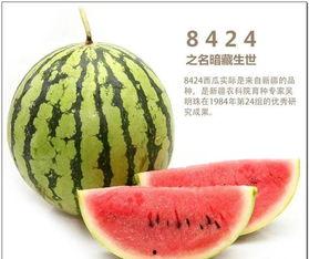 半全场概率吃瓜,吃瓜群众的智慧指南