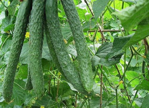 想要每天吃瓜,揭秘娱乐圈新鲜事