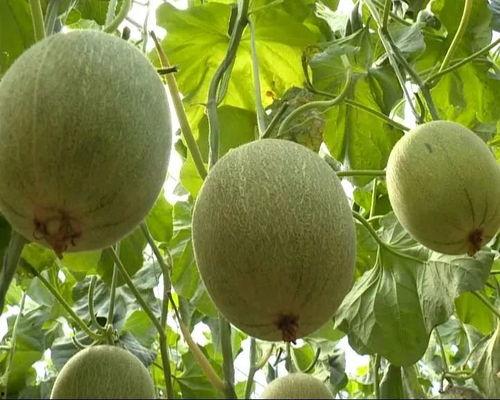 吃瓜的瓜民,揭秘娱乐圈那些事儿