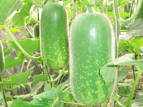 吃瓜图高清,一场视觉盛宴的探索之旅