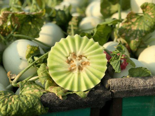 孕妇吃玉菇瓜吗