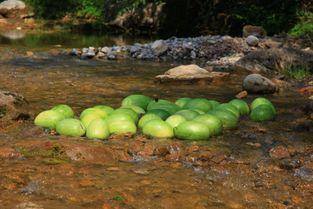 河南结婚吃瓜,一场热闹非凡的吃瓜盛宴