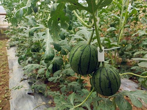 大瓜小瓜吃瓜来了