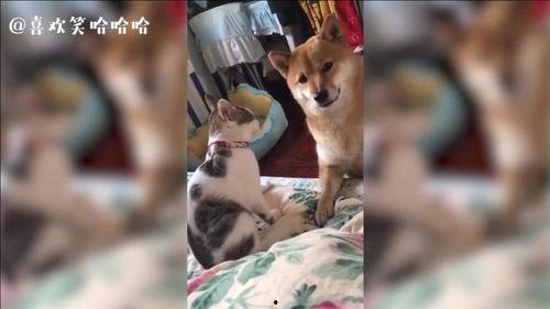 猫咪吃瓜震惊图片