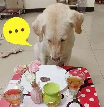 小狗吃茭瓜,小狗的茭瓜美食之旅