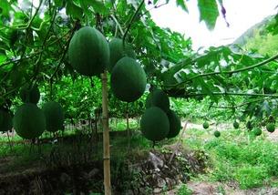 吃吊瓜吗,吃吊瓜的奇妙体验