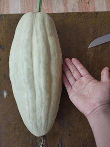 吃瓜有毒的视频