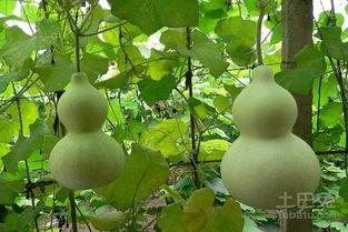 葫芦瓜能干啥吃,从家常菜到创意料理的无限可能